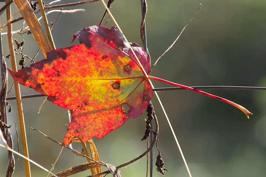 leaf, fall, autumn, colorful, orange, maple, october, plant part HD wallpaper
