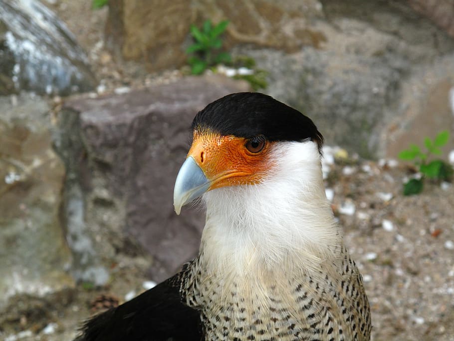 bird, beak, feathers, animal, bird's head peninsula, wildlife HD wallpaper