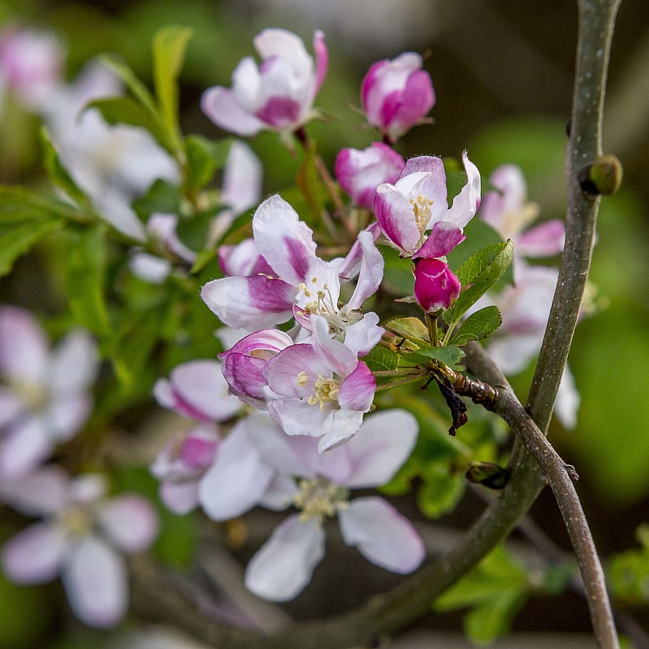 flowers, trees, stems, branches, petals, flowering plant, beauty in nature HD wallpaper