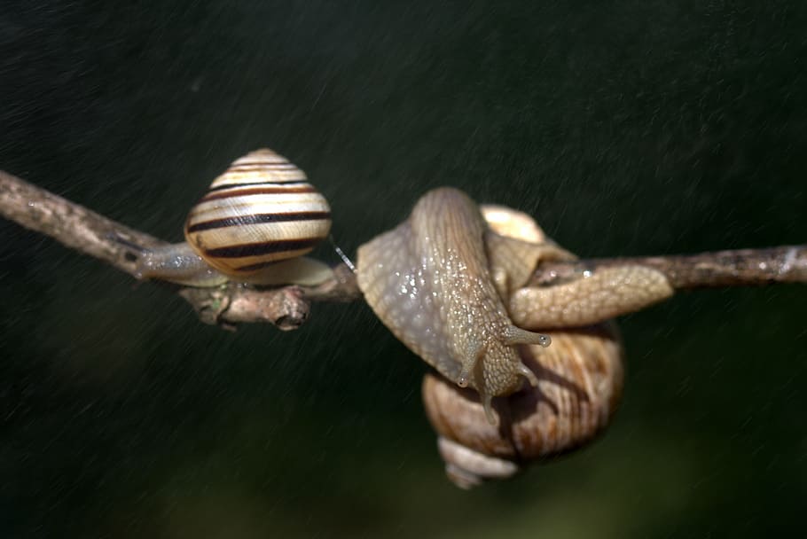 snails, casey, hooked, rain, shell, horns, nature, animal, close-up HD wallpaper