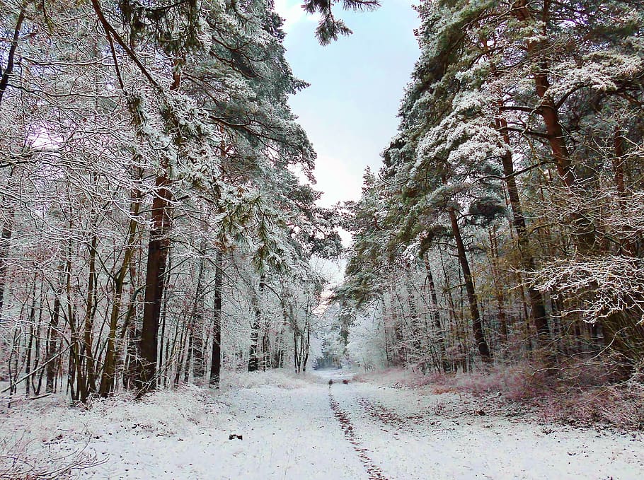 road surrounded by trees during daytime, winter, forest path HD wallpaper