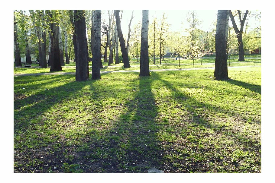 ukraine, trees, spring, landscape, greens, light, park, the sun's rays HD wallpaper