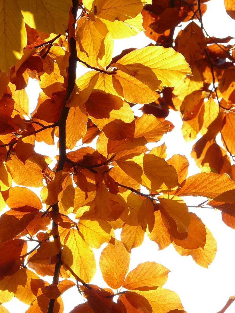 photo of dried leaves against sun rays, beech, fagus sylvatica HD wallpaper