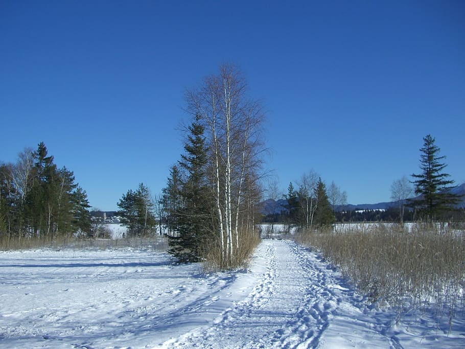 winter, snow, footprints, away, birch, firs, reed, mountain HD wallpaper