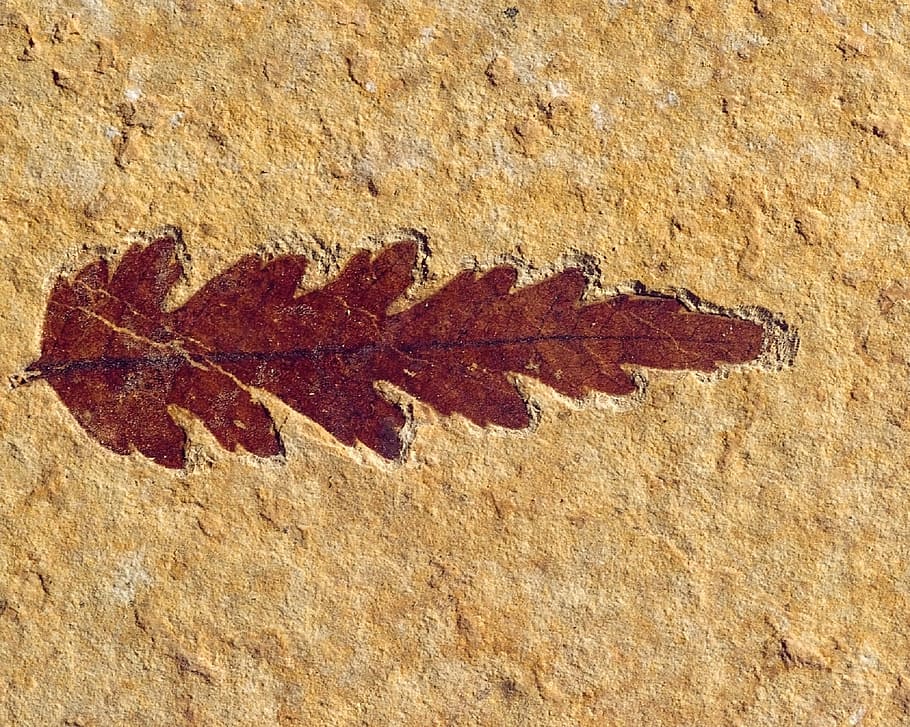 fossil, plant, leaf, stone, rock, fossilized, prehistoric, nature HD wallpaper