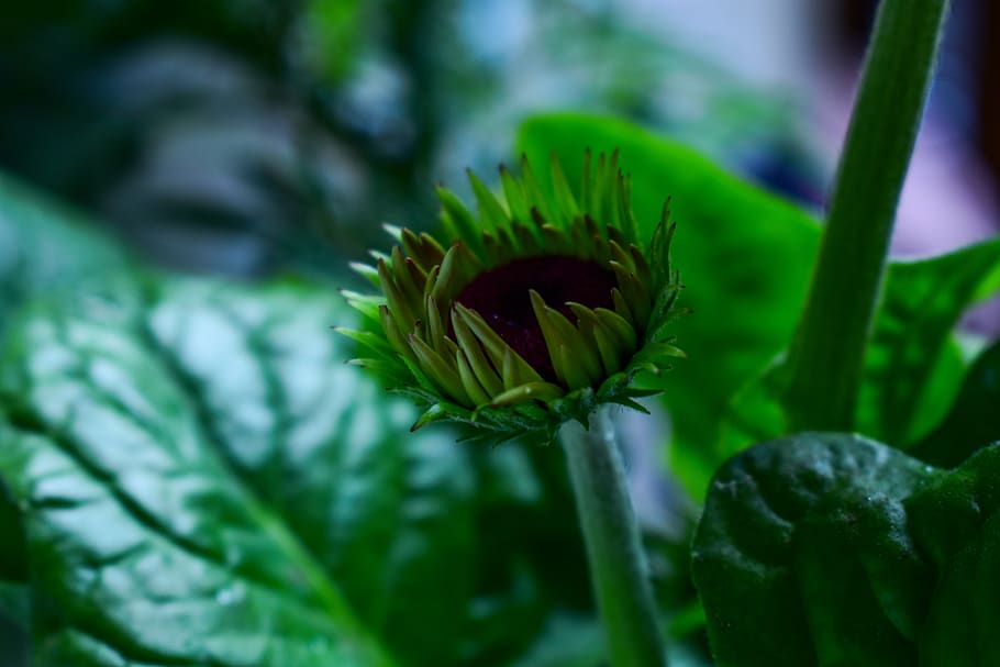 petal, flower, growth, plant, beauty in nature, close-up, green color HD wallpaper