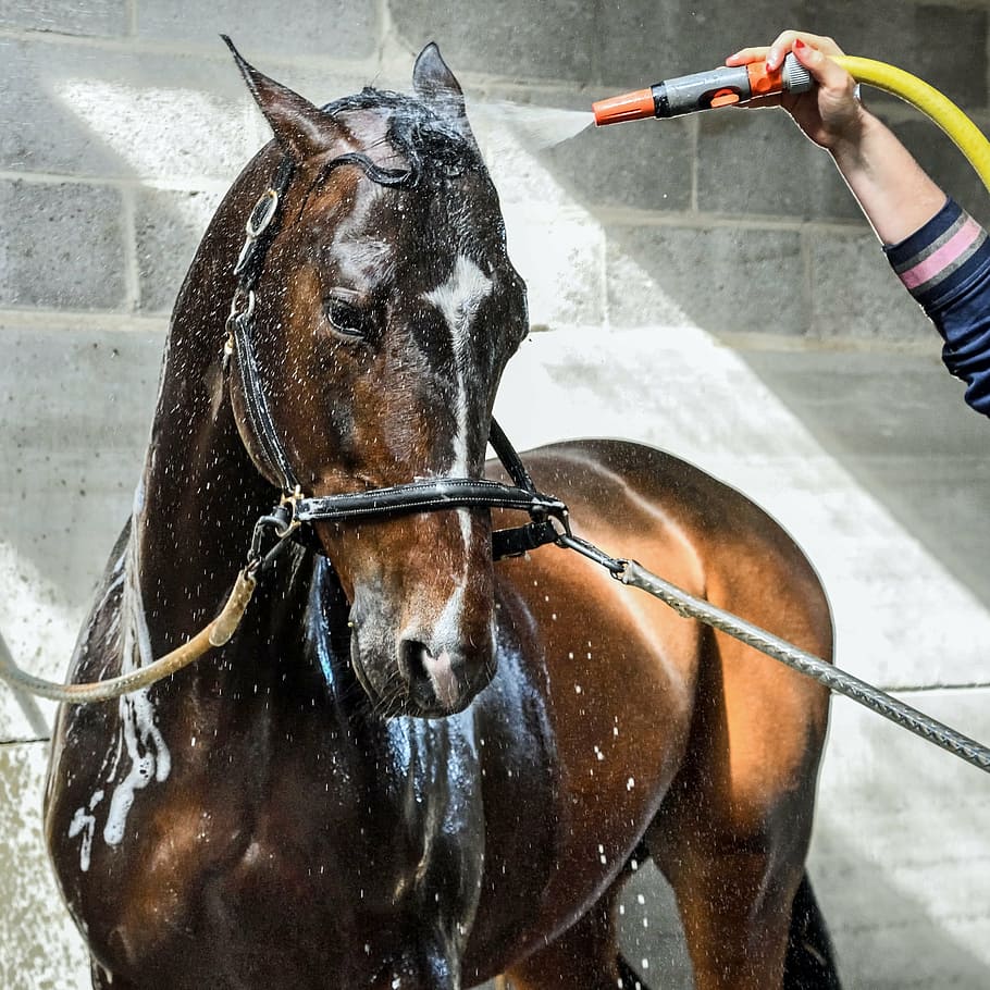 brown horse taking a bath, wet, water, shower, wash, domestic animals