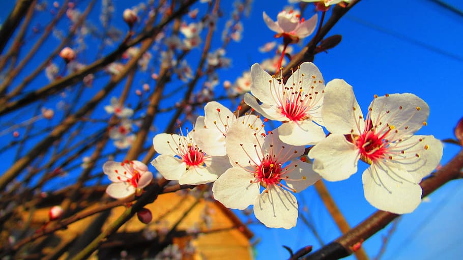 flower, spring, nature, spring nature, plant, flowering plant HD wallpaper