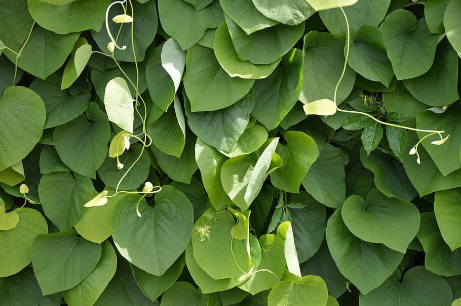 Texture, Leaves, Light, Sun, Green, closed, extremely, plant HD wallpaper