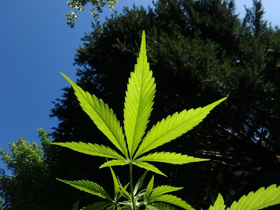 worm's eye view of green leafed plant, cannabis, hemp, marijuana HD wallpaper