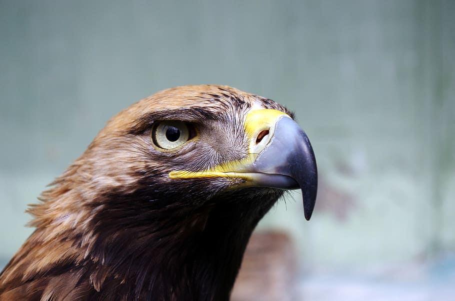 wildlife photography of bird, brown eagle, feather, beak, eye HD wallpaper