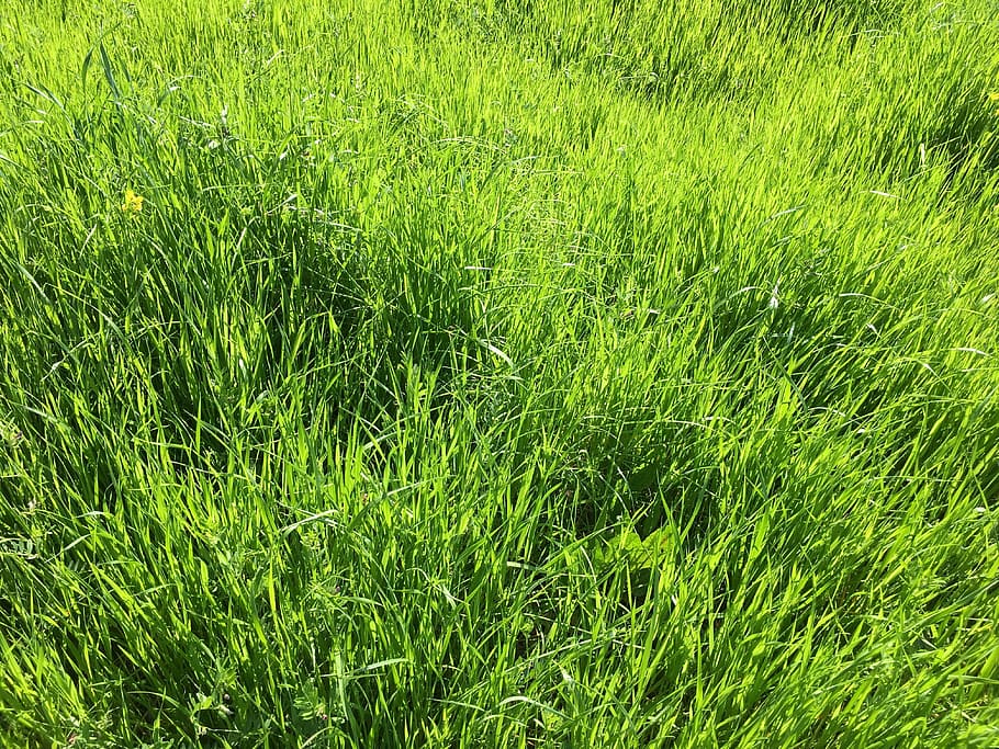 spring, green, energy, meadow, grass, nature, green color, backgrounds HD wallpaper