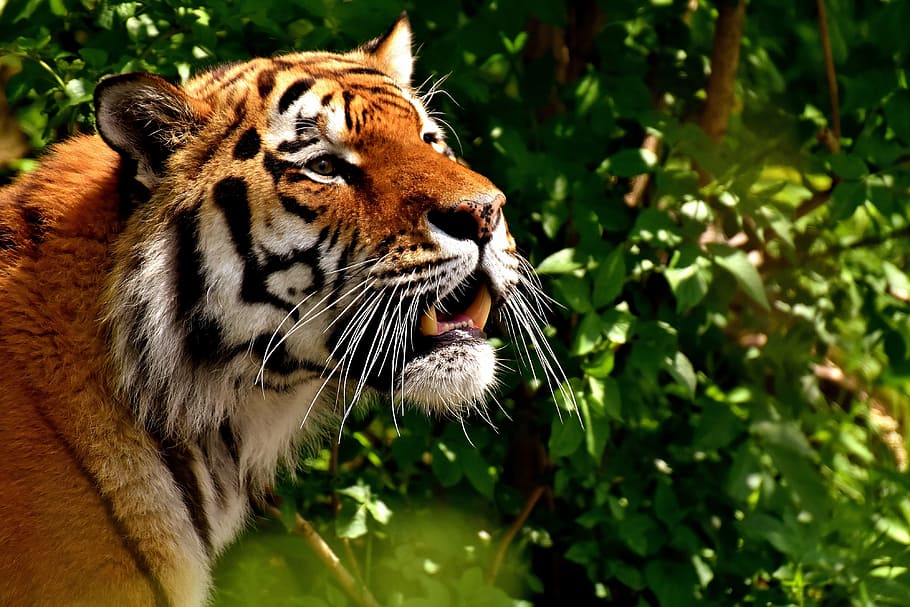 Tiger with green plants in the background, predator, fur, beautiful HD wallpaper