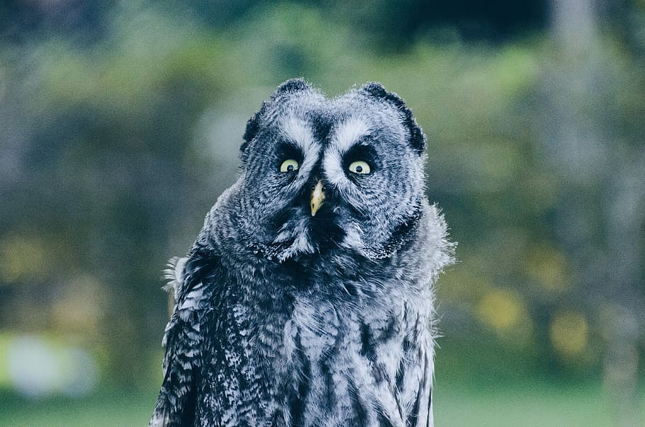 close-up photography of black and grey owl, shallow focus photo of owl HD wallpaper