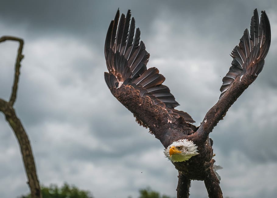 photo of eagle flying near bare tree, bald eagle under cloudy sky during daytime HD wallpaper