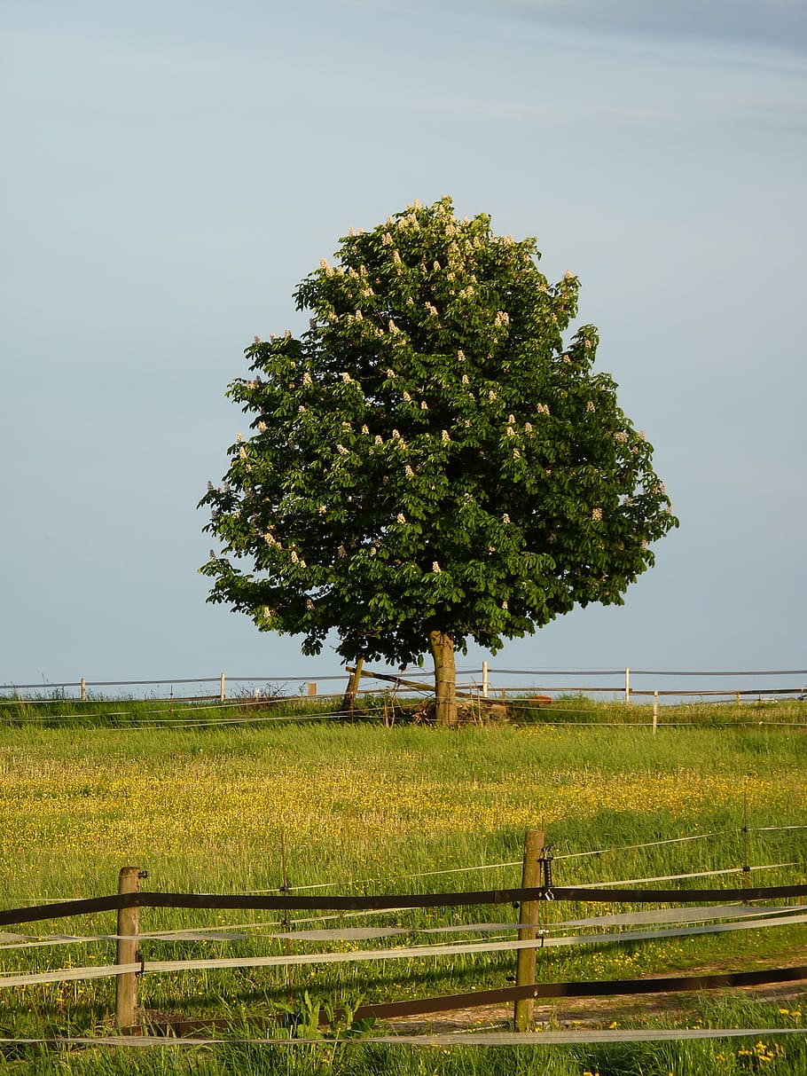 chestnut, blossom, bloom, tree, buckeye, aesculus, leaves, white HD wallpaper