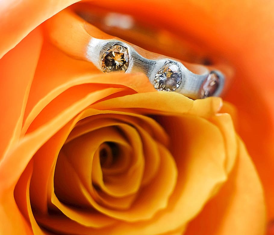 ring, gold, diamonds, love, macro, orange color, plant, close-up, HD wallpaper