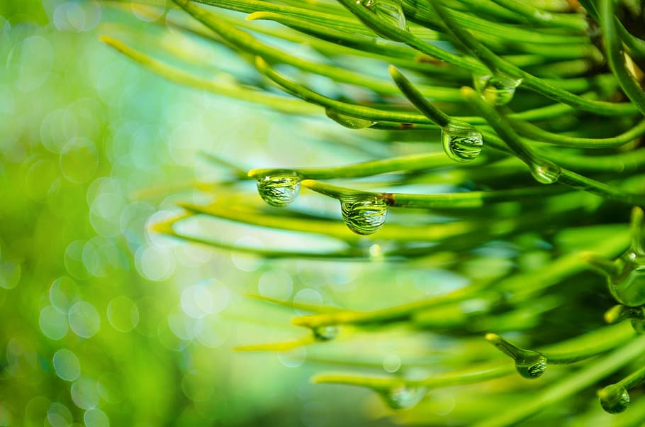 water drops on green grass, autumn, backgrounds, beautiful, branch, HD wallpaper