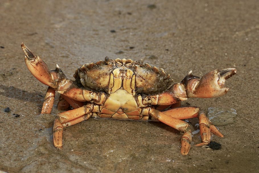 brown crab on sand, cancer, shellfish, beach, pliers, public record, HD wallpaper