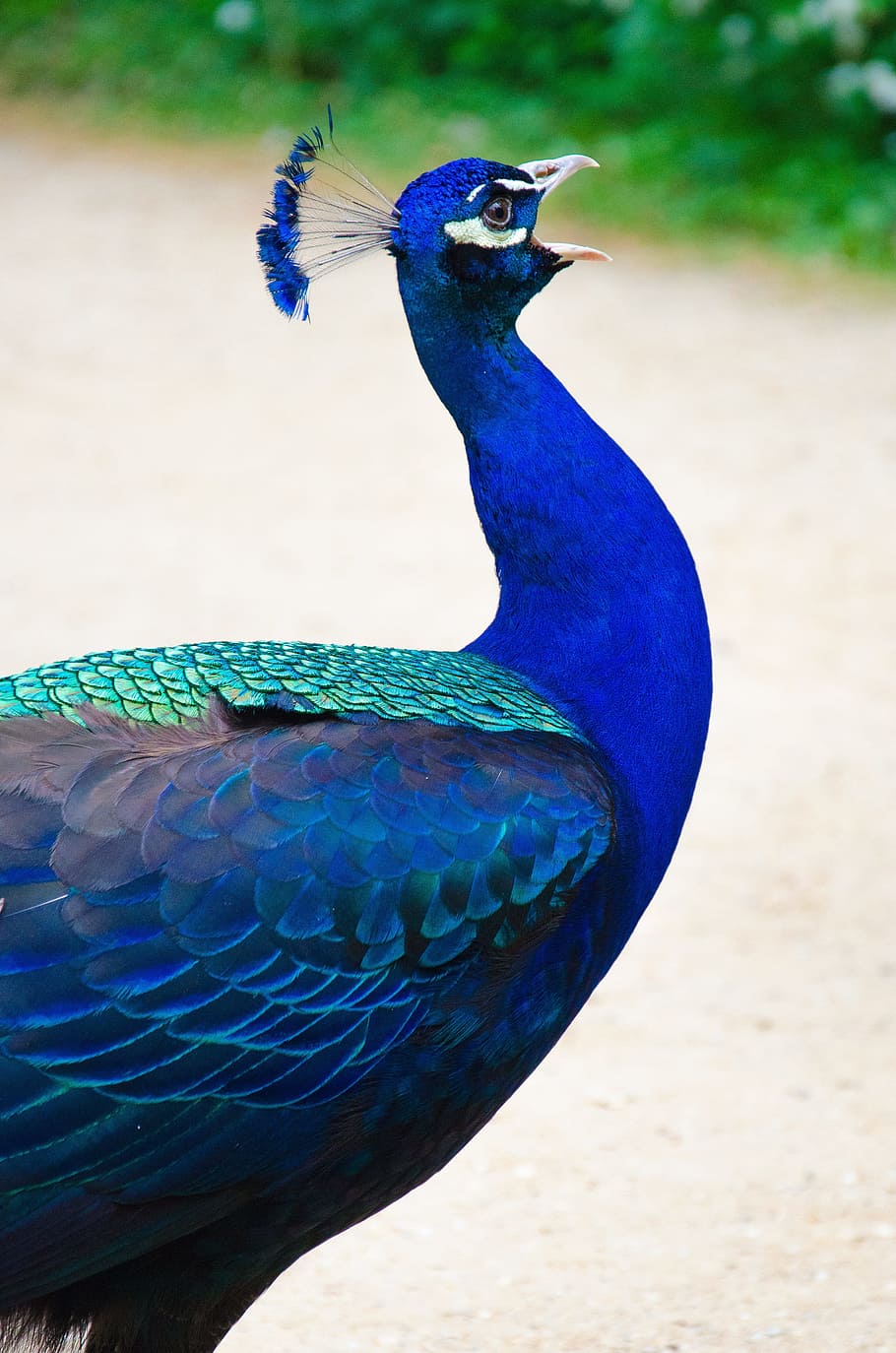 Peacock, Bird, Iridescent, Males, blue, feather, crow, pride, HD wallpaper