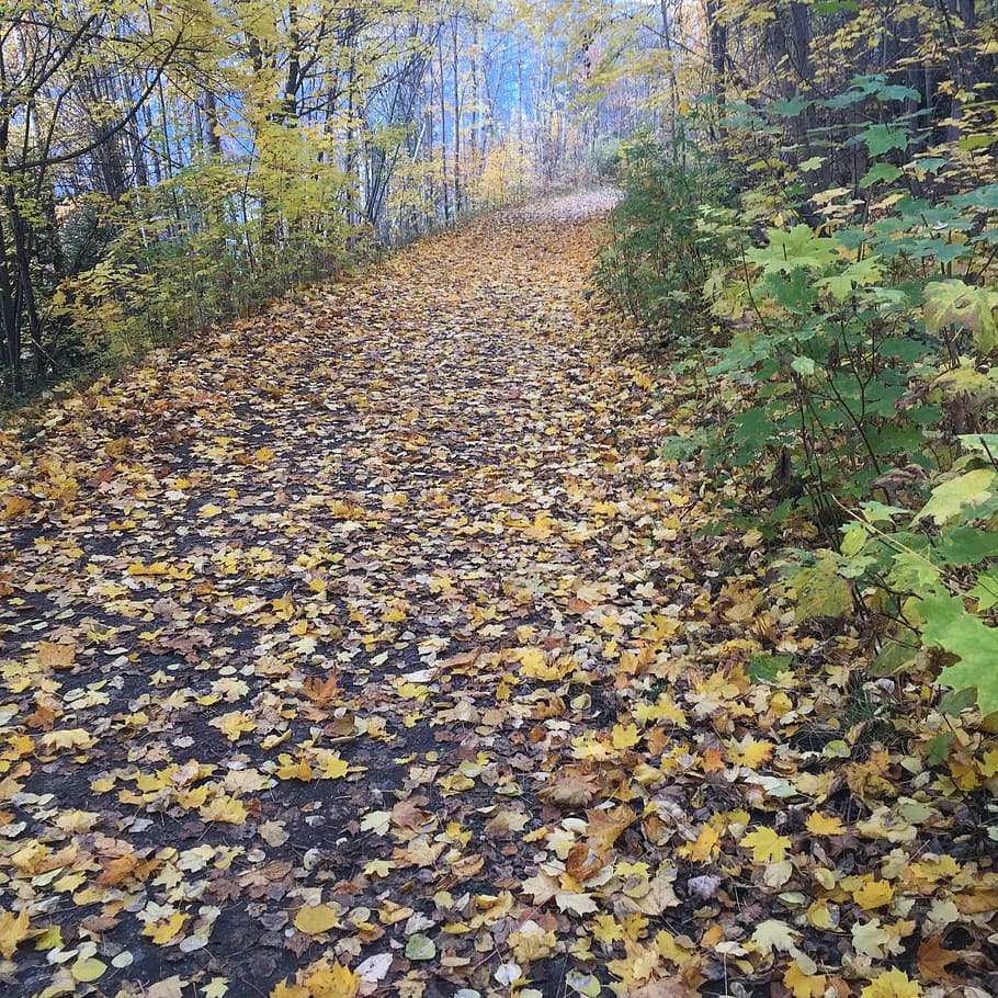 fall, leaves, path, trees, autumn, fall leaves, season, orange HD wallpaper