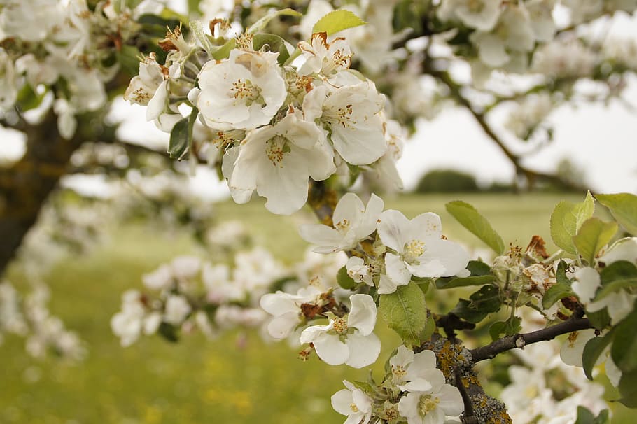 apple tree blossom, spring, orchard, flower, flowering plant HD wallpaper