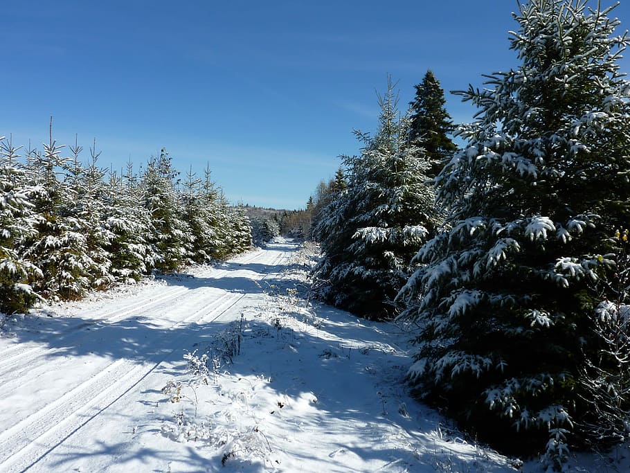 Winter, Landscape, Pine Trees, Snow, road, forest, cold, season HD wallpaper
