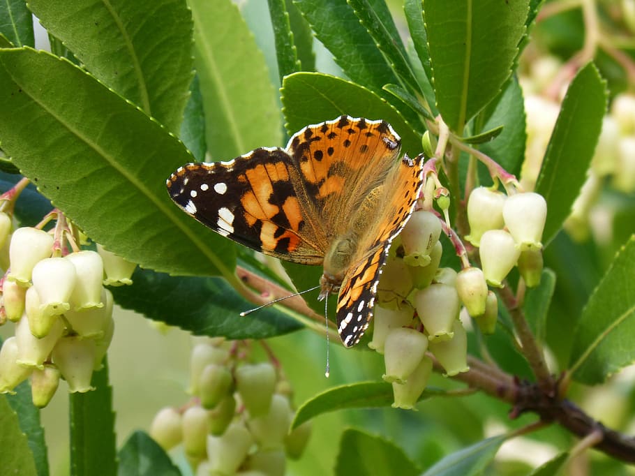 butterfly, libar, arbutus flower, strawberry tree, vanessa cardui, HD wallpaper