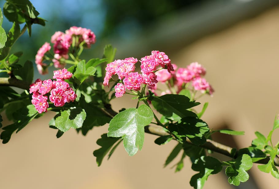 close up photo of pink petaled flowers during daytime, crataegus HD wallpaper