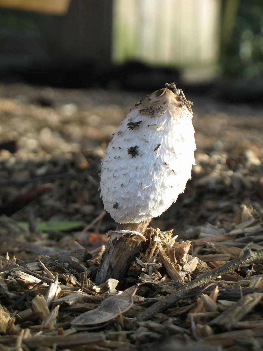 Fungus, Mushroom, Toadstool, sprouting, raw, ground-based, coprin HD wallpaper
