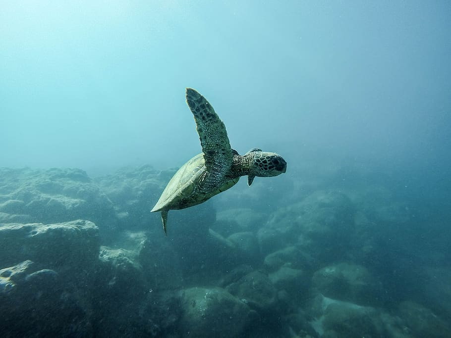 brown turtle swimming underwater, panoramic photography of swimming turtle under the sea HD wallpaper