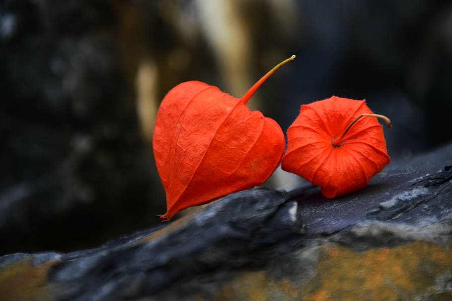 two red leaves, lampionblume, physalis alkekengi, lantern flower, HD wallpaper