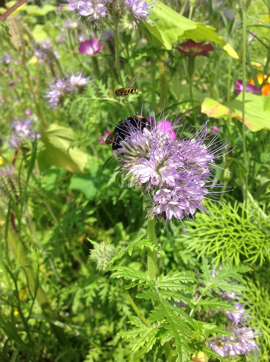 bumblebee, garden, bug, flowers, spring, summer, flowering plant HD wallpaper