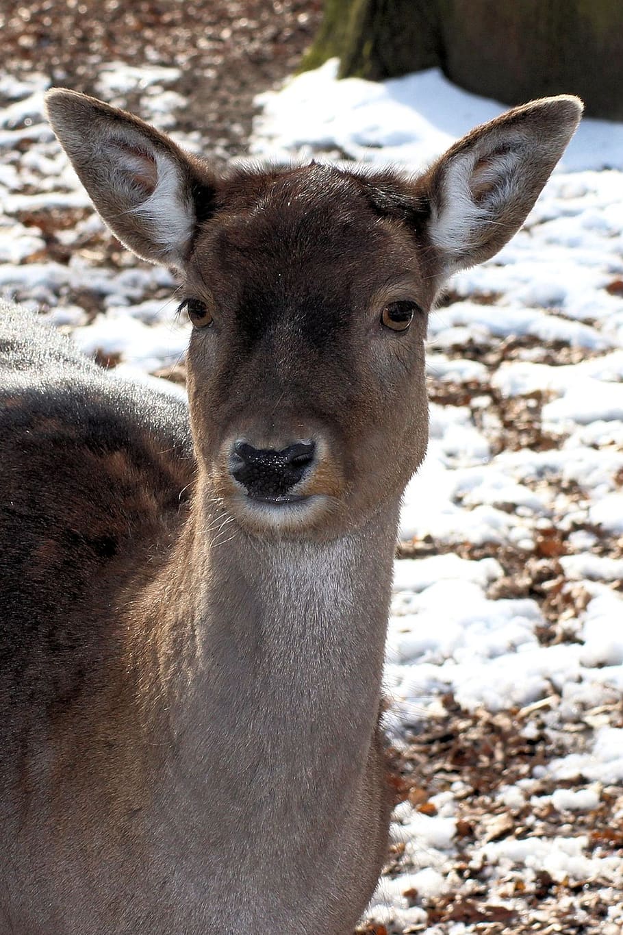 roe deer, winter, forest, wintry, fallow deer, mammal, animal HD wallpaper
