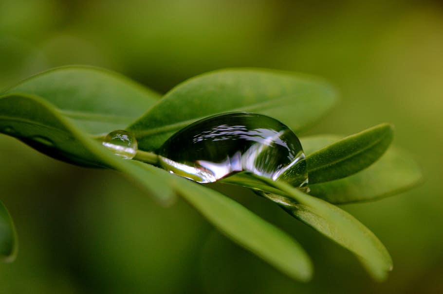 Leaf, Hookah, Drip, Water, rain, raindrop, close, green, nature, HD wallpaper
