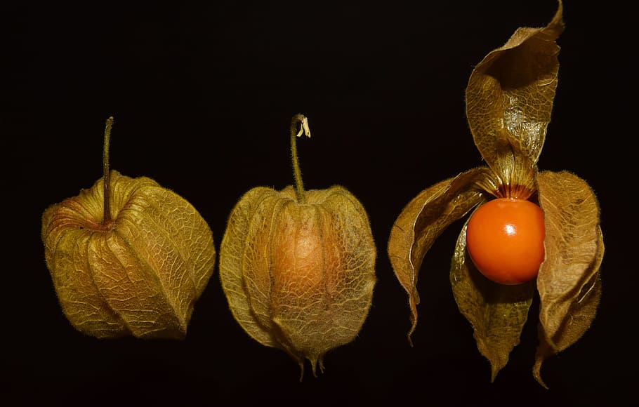 physalis, fruit, delicious, red, sweet, healthy, ripe, food HD wallpaper