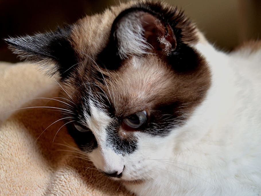 Cat, Siamese, Mix, Pet, Feline, Fur, domestic, animal, cute HD wallpaper