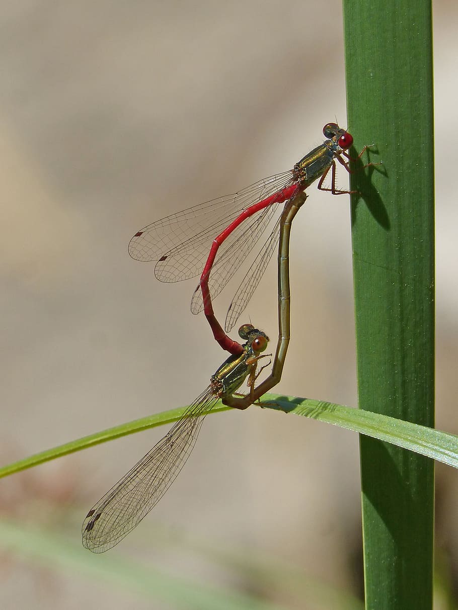 dragonflies, couple, copulation, mating, insects mating, animal themes HD wallpaper