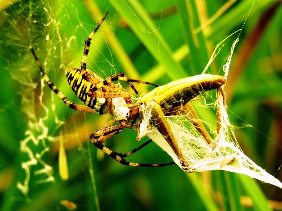 spider, tiger spider, wasp spider, network, prey, catch, silk band spider, HD wallpaper