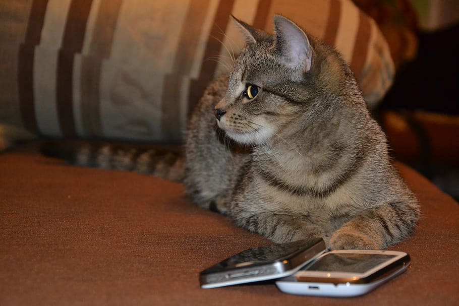 close-up photo of grey tabby cat lying beside two smartphones HD wallpaper