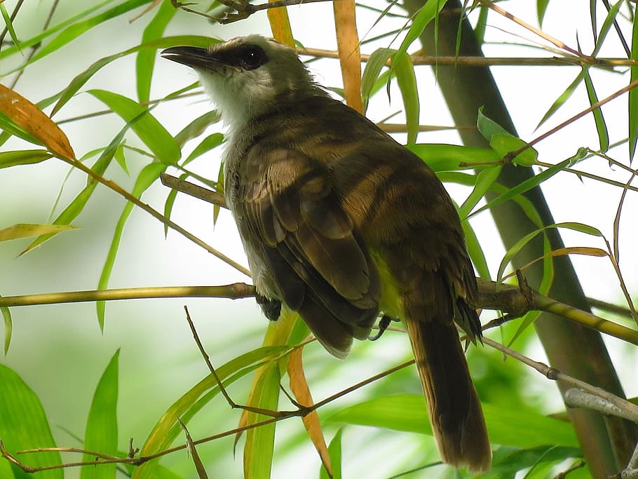 bird, sitting, branch, resting, vertebrate, animal themes, one animal HD wallpaper