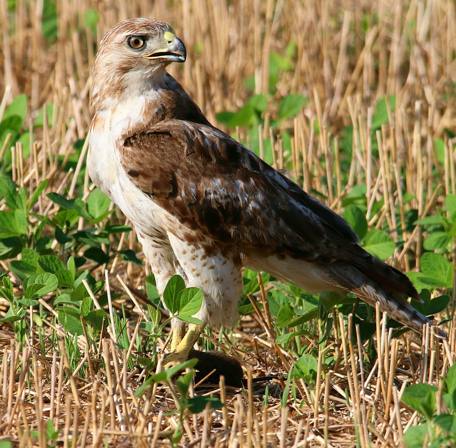 red tailed hawk, red-tailed, bird, raptor, predator, buteo HD wallpaper