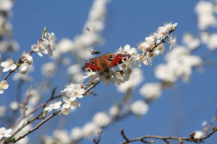 Butterfly, Insect, Branch, nature, tree, outdoors, close-up HD wallpaper