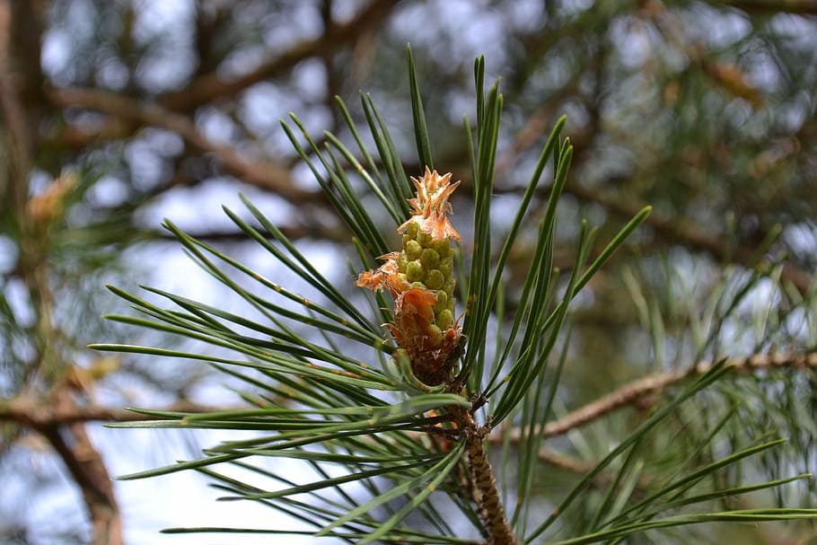 Spring, Forest, Pine, tree, focus on foreground, pine tree HD wallpaper