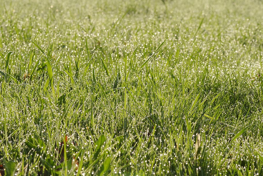 grass, rosa, green, meadow, morning, drops, field, sunrise HD wallpaper