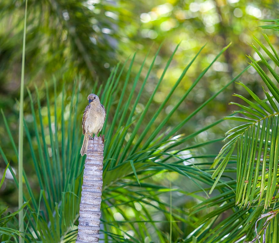 figbird, sphecotheres vieilloti, townsville region, waterways parks, HD wallpaper