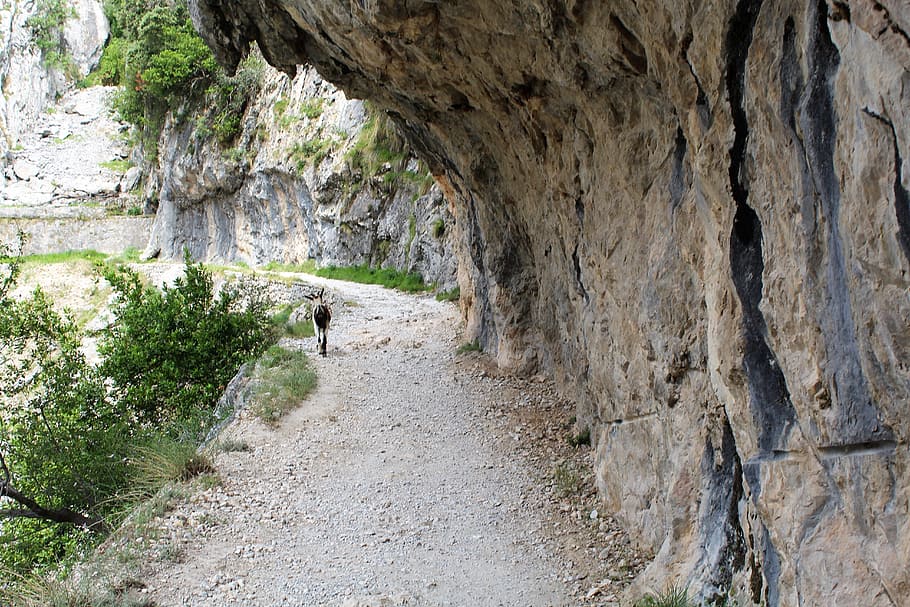 goat, mountain, walk, rock, solid, the way forward, day, rock - object HD wallpaper