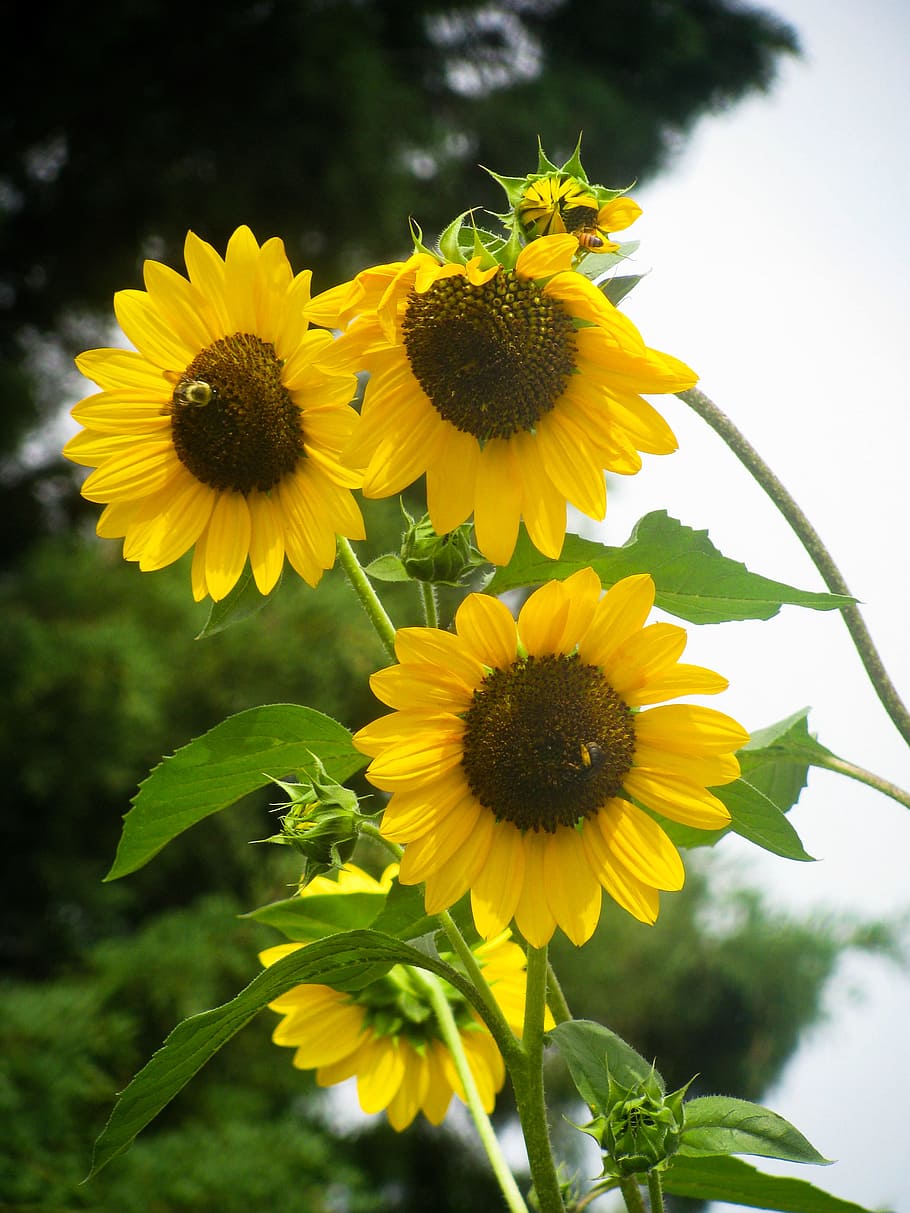Sunflowers with Bees, black, green, Nature, Summer, yellow, plant HD wallpaper