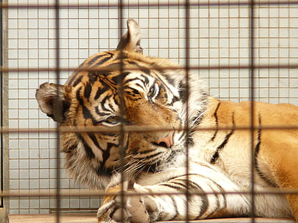 sumatran tiger, cage, captivity, zoo, imprisoned, cat, predator HD wallpaper