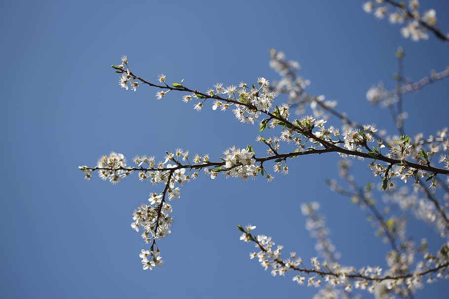 flowers, casey, white, spring, fruit tree, corcodus, sky, plant HD wallpaper